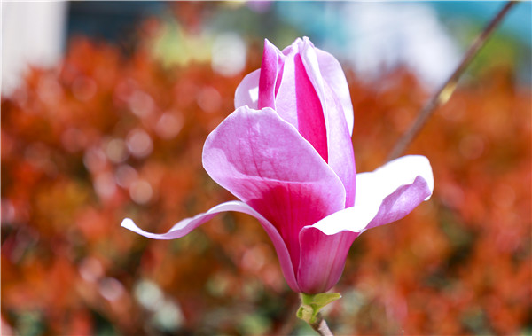 春暖花開，等你歸來——邀你云賞南新春景，以慰思念