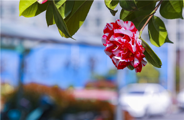 春暖花開，等你歸來——邀你云賞南新春景，以慰思念