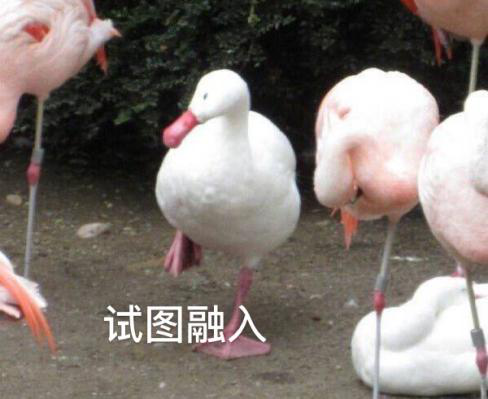 新華互聯(lián)網(wǎng)科技正式入駐Bilibili！會(huì)摩擦出什么樣火花呢？